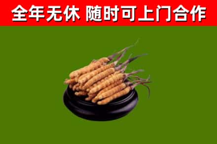 东方市烟酒回收冬虫夏草.jpg